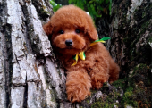 Toy poodle red brown Kore mini yavrularımız